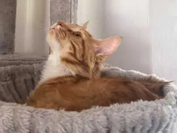 Simba, Lößnitz