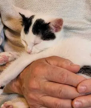 Fritzi, Oelde