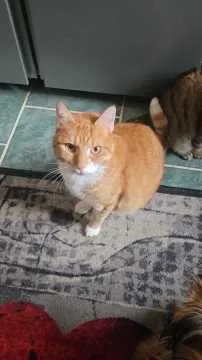 Garfield, Plauen