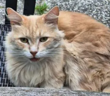 Loki, Kaltenkirchen