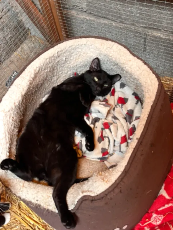 Juno, Mountsorrel