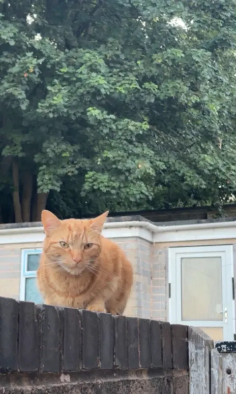 Simba, Mountsorrel