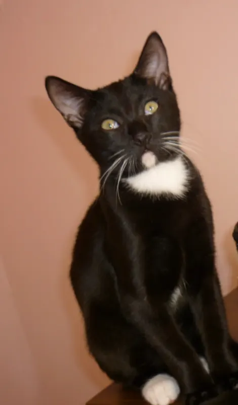 Milo, Leicester