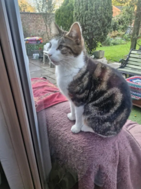 Milo, Leicester