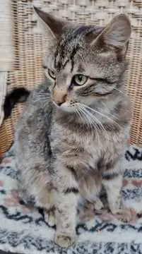 Tom, Bohmte