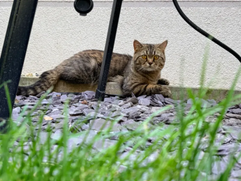 Findus, Zossen