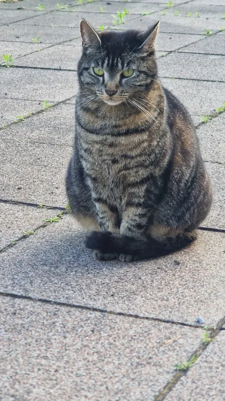 Franzi, Zossen