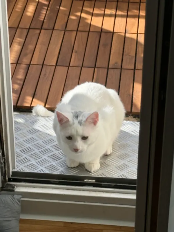 Wolfi, Zossen
