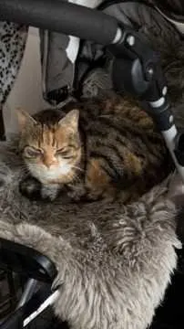 Mia, Hörstel