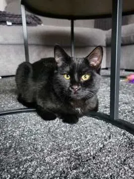 Spooky, Bösel