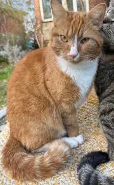 Loki, Blankenfelde-Mahlow