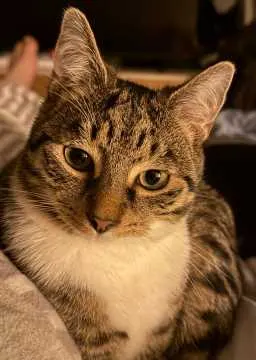 Pusspuss, Munster