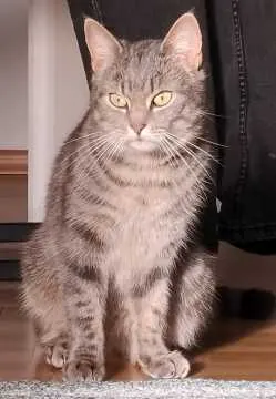 Milo, Schwentinental