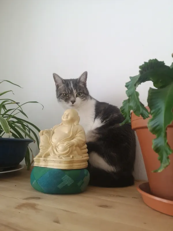 Sayu, Augsburg