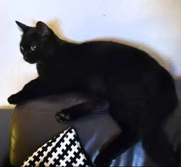 Luci, Kehl