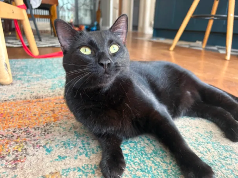 Binx, Mountsorrel