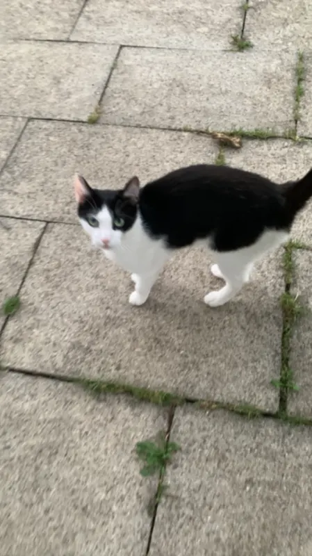 Zeytin, Metzingen