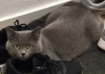 Balu, Fronreute