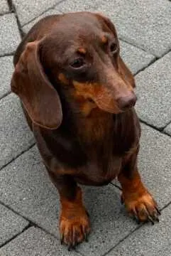Puky, Elsdorf