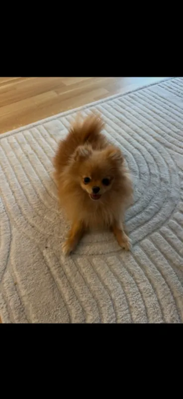 Bella, Neusäß
