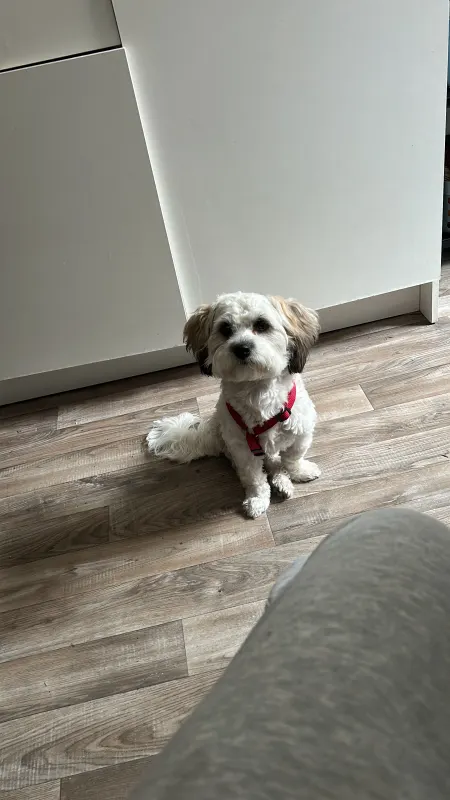 Oscar, Neusäß