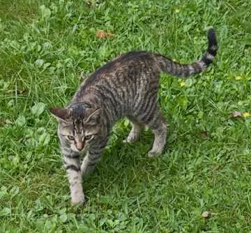 Adeline, Bad Säckingen