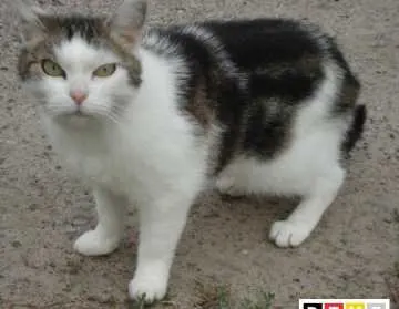 Balou, Ludwigsfelde