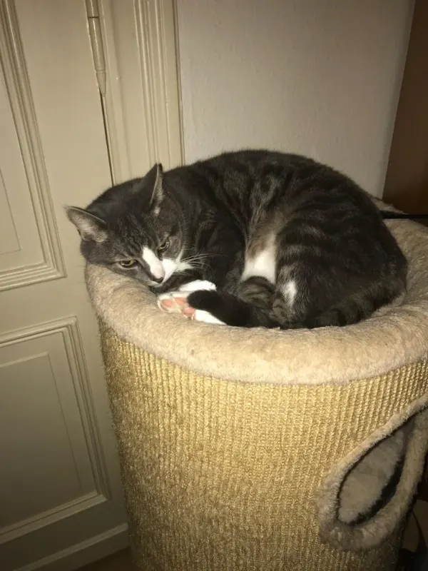 Timmy, Neumünster