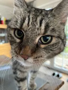Frieda, Raa-Besenbek