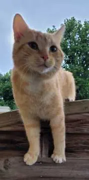 Leo, Edewecht