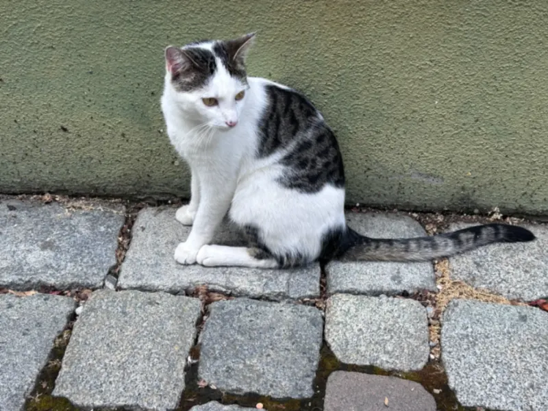 Triangelo, Lindau