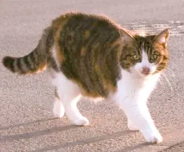 Mimi, Schorndorf