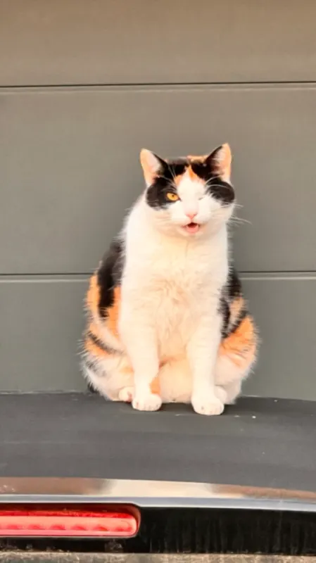 Elli, Neusäß