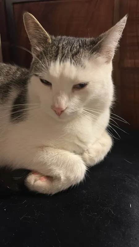 Izzy, Neusäß