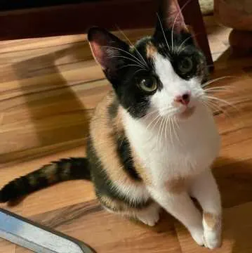 Pepper, Berlin