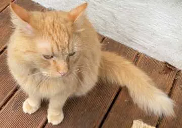 Bobo, Bad Oldesloe