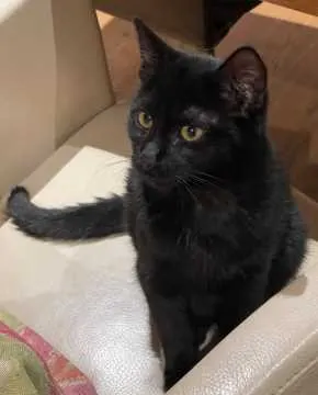 Blacky, Bad Saulgau