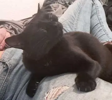 Nala Mausebär, Bisingen