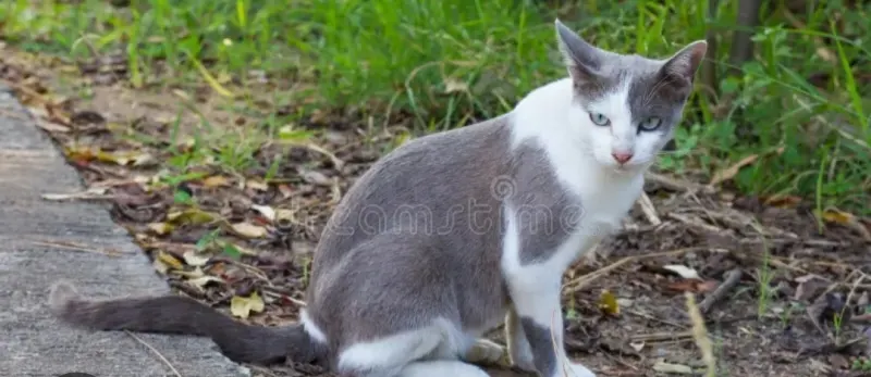Charly, Sigmaringen