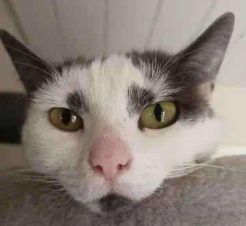 Luna, Lügde