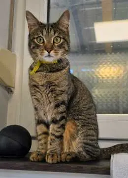 Kiwi, Dortmund