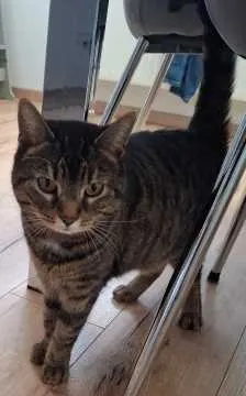 Abby, Mertingen