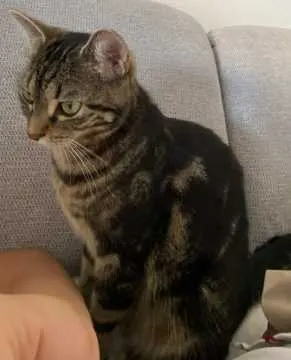 Frida, Moos-Iznang