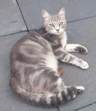 Pumba, Merzig