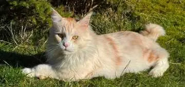 Simba, Meinerzhagen