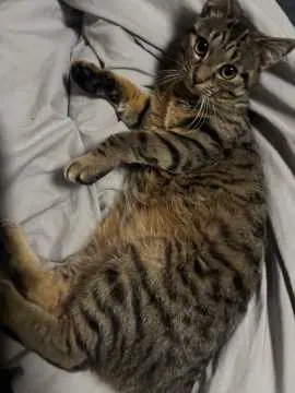Gismo, Bad Säckingen
