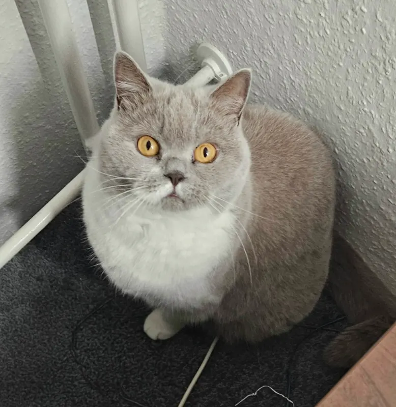 Nala, Bottrop