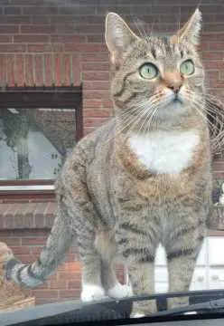 Tiggi, Itzehoe