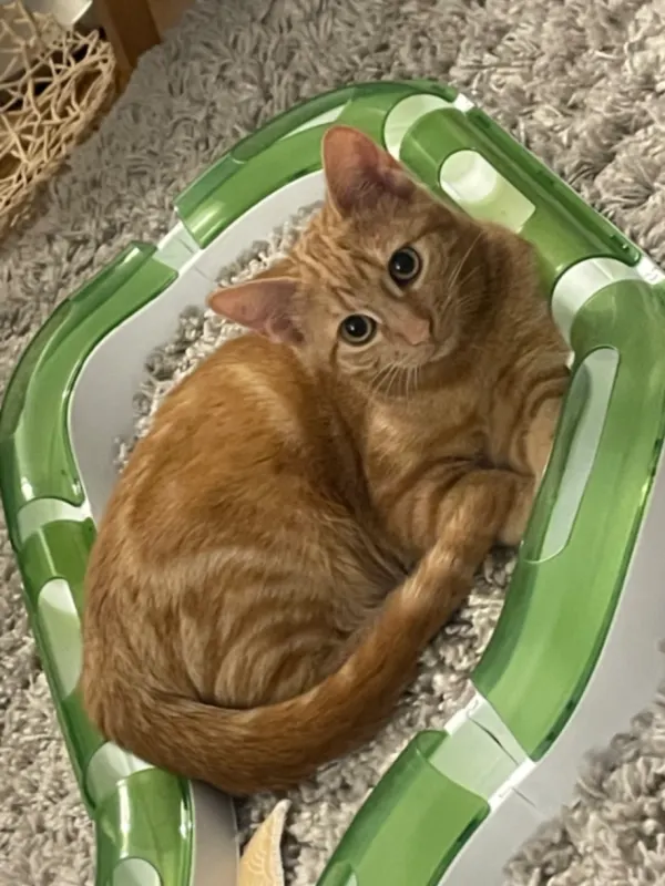 Lilli, Stadthagen