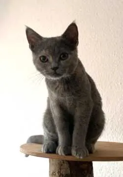 Amelie, Rinteln